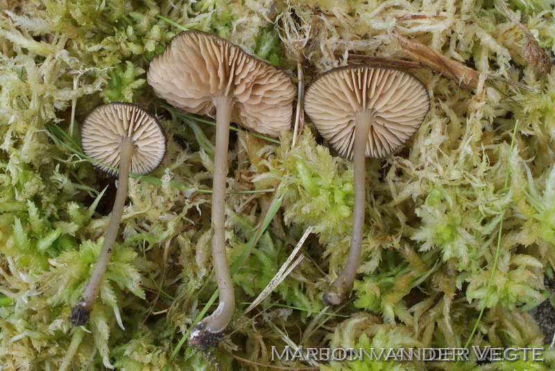 Veenmosstaalsteeltje - Entoloma sphagnorum